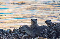 Eurasian otter (Lutra lutra) mother and cubs resting on seaweed covered rock beside water, with one cub placing paws on mother's back, Shetland, Scotland, UK. November.