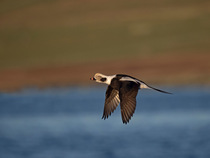 Long-tailed duck (Clangula hyemalis) male in flight over water, Burravoe, Shetland, Scotland, UK. November.