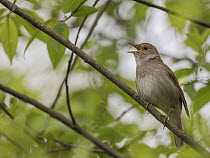 Nightingale (Luscinia megarhynchos) perched in tree singing, Finland, May.
