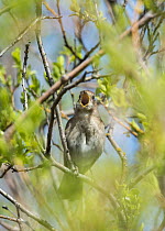 Nightingale (Luscinia megarhynchos) perched in tree singing, Turku County, Finland, April.