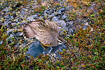 Dotterel (Charadrius morinellus) male, feigning injury in defensive display to lead predator away from nest, Sweden.