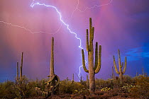 Saguaro cacti (Carnegiea gigantea) in desert with lightning and a violent, summer monsoon storm cell lighting the desert with electricity and a partial rainbow, State Trust land, Tucson, Arizona, USA....