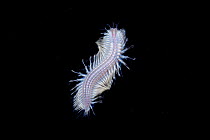 Scaleworm (Polynoidae sp.) swimming at night, ventral view, Salish Sea, Vancouver Island, British Columbia, Canada.
