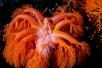 Orange sea cucumber (Cucumaria miniata) spawning, Browning Pass, Vancouver Island, British Columbia, Canada, Pacific Ocean.