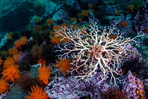 Basket star (Gorgonocephalus eucnemis) surrounded by Orange sea cucumbers (Cucumaria miniata) on seabed, Browning Pass, Vancouver Island, British Columbia, Canada, Pacific Ocean.