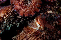 Giant Pacific octopus (Enteroctopus dofleini) close up, Browning Pass, Vancouver Island, British Columbia, Canada, Pacific Ocean.