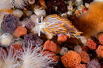 Opalescent nudibranch (Hermissenda crassicornis) moving across coral reef, Browning Pass, British Columbia, Canada, Pacific Ocean.