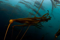 Bull kelp (Nereocystis luetkeana) flowing in the currents, Browning Pass, British Columbia, Canada, Pacific Ocean.