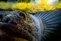 Plainfin midshipman (Porichthys notatus) male, guarding eggs hidden under a rock in the intertidal zone, Vancouver Island, British Columbia, Canada, Pacific Ocean.