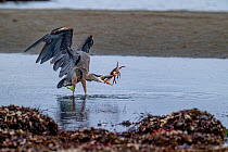 Great blue heron (Ardea herodias) attempting to catch a crab, Vancouver Island, British Columbia, Canada.