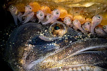 Plainfin midshipman (Porichthys notatus) male, guarding fish fry still attached to their yolk sacs, hidden under a rock in the intertidal zone, Vancouver Island, British Columbia, Canada.