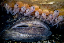 Plainfin midshipman (Porichthys notatus) male, guarding fish fry still attached to their yolk sacs, hidden under a rock in the intertidal zone, Vancouver Island, British Columbia, Canada.