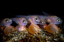 Plainfin midshipman (Porichthys notatus) fish fry still attached to their yolk sacs hidden under a rock in the intertidal zone, Vancouver Island, British Columbia, Canada, Pacific Ocean.