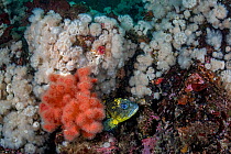 RF - China rockfish (Sebastes nebulosus) hiding behind Red soft coral (Eunephthya rubiformis) and Plumose sea anemones (Metridium senile), Browning Pass, British Columbia, Canada, Pacific Ocean. (This...