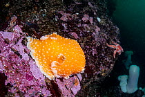 RF - Orange peel nudibranch (Tochuina tetraquetra) resting on a rock, Browning Pass, British Columbia, Canada, Pacific Ocean. (This image may be licensed either as rights managed or royalty free.)