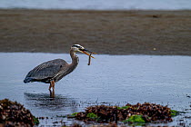 RF - Great blue heron (Ardea herodias) feeding on fish in the intertidal zone, Vancouver Island, British Columbia, Canada. (This image may be licensed either as rights managed or royalty free.)