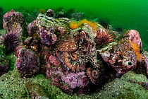 RF - Giant Pacific octopus (Enteroctopus dofleini) camouflaged among rocks with Sea urchins (Strongylocentrotus sp.) and Orange sea cucumbers (Cucumaria miniata), Barkley Sound, Vancouver Island, Brit...