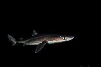 North Pacific spiny dogfish (Squalus suckleyi) at night, portrait, Vancouver Island, British Columbia, Canada, Pacific Ocean.