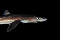 North Pacific spiny dogfish (Squalus suckleyi) at night, portrait, Vancouver Island, British Columbia, Canada, Pacific Ocean.
