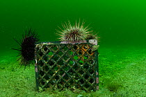 Sea urchins (Strongylocentrotus sp.) feeding on algae growing on a plastic milk crate left on the seabed, Barkley Sound, Vancouver Island, Canada.