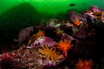Underwater seascape showing Sunflower sea star (Pycnopodia helianthoides), Orange sea cucumbers (Cucumaria miniata) and Sea urchins (Strongylocentrotus sp.), Barkley Sound, Vancouver Island, British C...