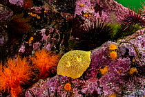 Noble dorid (Peltodoris nobilis) resting on rocks surrounded by Sea urchins (Strongylocentrotus sp.) and Orange sea cucumbers (Cucumaria miniata), Barkley Sound, Vancouver Island, British Columbia, Ca...