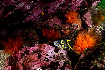 China rockfish (Sebastes nebulosus) hiding among rocks, Barkley Sound, Vancouver Island, British Columbia, Canada.