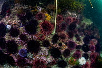 Purple sea urchins (Strongylocentrotus purpuratus) and Red sea urchins (Strongylocentrotus franciscanus) on seabed, Barkley Sound, Vancouver Island, British Columbia, Canada.