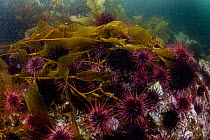 Red sea urchins (Strongylocentrotus franciscanus) gathered on the seabed, Barkley Sound, Vancouver Island, British Columbia, Canada.