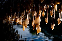 Plumose anemones (Metridium senile) hanging from a dock piling at low tide, Bamfield, Vancouver Island, British Columbia, Canada.