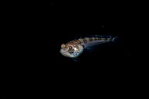 Plainfin midshipman (Porichthys notatus) at night, portrait, Salish Sea, Vancouver Island, British Columbia, Canada.