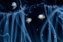 Three Amphipods (Hyperiidae sp.) clinging to a jellyfish,  Vancouver Island, British Columbia, Canada, Pacific Ocean.