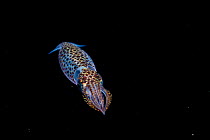 Opalescent inshore squid (Doryteuthis opalescens) swimming at night, Salish Sea, Vancouver Island, British Columbia, Canada.