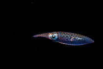 Opalescent inshore squid (Doryteuthis opalescens) swimming at night, Salish Sea, Vancouver Island, British Columbia, Canada.