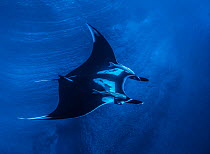 RF - Giant oceanic manta ray (Mobula birostris) with two Remoras (Remora sp.) attached swimming over volcanic rock, Socorro, Revillagigedo Islands, Mexico, Pacific Ocean. Endangered. (This image may b...