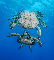 RF - Two Green sea turtles (Chelonia mydas) waiting their turn at a turtle "cleaning station", Big Island, Hawaii, Pacific Ocean. Endangered. (This image may be licensed either as rights managed or ro...