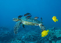 RF - Green sea turtle (Chelonia mydas) at a turtle "cleaning station" being cleaned by Brown surgeonfish (Acanthurus nigrofuscus) and Yellow tangs (Zebrasoma flavescens), Big Island, Hawaii, Pacific O...