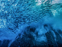 Large wave breaking on volcanic rocks with schooling Barred flagtails (Kuhlia mugil),  Revillagigedo Islands, Mexico, Pacific Ocean.