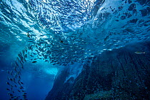 Waves breaking on volcanic rocks with schooling Green jacks (Caranx caballus) and Barred flagtails (Kuhlia mugil) with Black durgons (Melichthys niger) and Redtail triggerfish (Xanthichthys mento), Re...