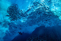 Waves breaking on volcanic rocks with schooling Green jacks (Caranx caballus), Barred flagtails (Kuhlia mugil) and a single Black jack (Caranx lugubris), Revillagigedo Islands, Mexico, Pacific Ocean.