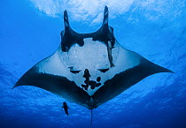Giant oceanic manta ray (Mobula birostiris) with a Remora (Remora sp.) and two Black jacks (Caranx lugubris) swimming beneath it, Socorro, Revillagigedo Islands, Mexico, Pacific Ocean. Endangered.