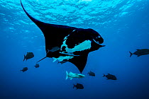 Giant oceanic manta ray (Mobula birostris) with two Remoras (Remora sp.) and shoal of Black jacks (Caranx lugubris) swimming alongside, Socorro, Revillagigedo Islands, Mexico, Pacific Ocean. Endangere...
