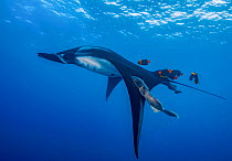 Giant oceanic manta ray (Mobula birostris) being followed by two Remoras (Remora sp.) and a group of Clarion angelfish (Holacanthus clarionensis), Revillagigedo Islands, Mexico, Pacific Ocean. Endange...