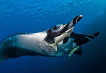 Giant oceanic manta ray (Mobula birostris) with two Remoras (Remora sp.) attached underneath, Socorro, Revillagigedo Islands, Mexico, Pacific Ocean. Endangered.