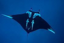 Giant oceanic manta ray (Mobula birostris) with two Remoras (Remora sp.) swimming underneath, Socorro, Revillagigedo Islands, Mexico, Pacific Ocean. Endangered.