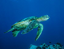 Green sea turtle (Chelonia mydas) male, swimming over reef, Big Island, Hawaii, Pacific Ocean. Endangered.
