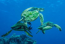 Three Green sea turtles (Chelonia mydas) at a cleaning station with Brown Surgeonfish (Acanthurus nigrofuscus) waiting nearby, Big Island, Hawaii, Pacific Ocean. Endangered.