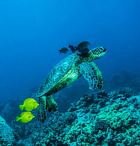 Yellow tangs (Zebrasoma flavescens) and Brown surgeonfish (Acanthurus nigrofuscus) cleaning a Green sea turtle (Chelonia mydas) at "cleaning station", feeding on alage on turtle's skin and shell,...