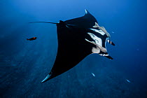 Giant oceanic manta ray (Mobula birostris) swimming over volcanic rock with two Remoras (Remora sp.) attached in front and a Clarion angelfish "cleaner" (Holacanthus clarionensis) following behind, So...