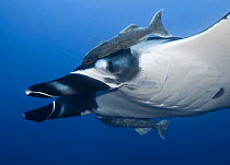 Giant oceanic manta ray (Mobula birostris) with two Remoras (Remora remora) attached, Socorro, Revillagigedo Islands, Mexico, Pacific Ocean. Endangered.